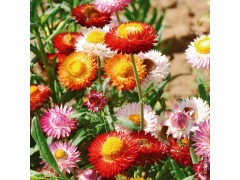 Plant de Fleur - Immortelle à Bractées Plant de Fleur - Immortelle à Bractées