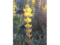 Lupin Jaune Graines 200 grammes Lupin Jaune Graines 200 grammes