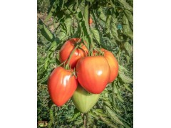 Plant de Tomate Coeur de boeuf