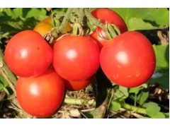 Plant de Tomate Précoce de Quimper