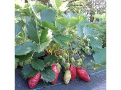 Fraises - Gariguette