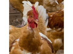 Les poulets  de la marquise - Sonia Debroux 