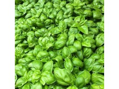 Plant de Basilic "Grand Vert"