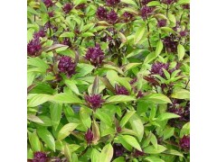 Plant de Basilic Cannelle 