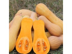 Plant de Courge Butternut