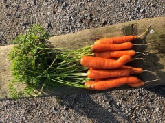 Carotte botte