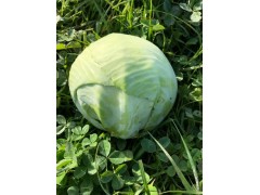 Chou lisse de printemps Chou lisse de printemps