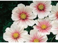 Plant de Cosmos "Day Dream" Plant de Cosmos "Day Dream"