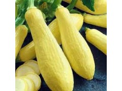 Plant de Courgette Yellow straight neck