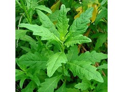 Plant d'Epazote Plant d'Epazote