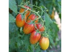 Plant de Tomate Flammée Blush