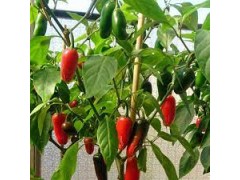 Plant de Piment Jalapeño
