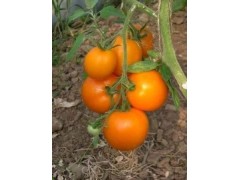 Plant de Tomate Kaki Coing