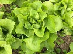 Salade - laitue