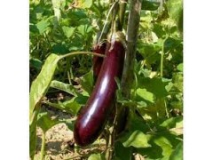 Plant d'Aubergine Longue de Barbentane
