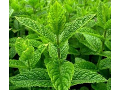 Plant de Menthe Marocaine