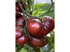 Plant de Tomate Noire de Crimée Plant de Tomate Noire de Crimée