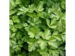 Plant de Persil Plat