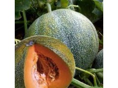 Plant de Melon Petit Gris de Rennes