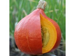 Plant de Potimarron Red Kuri