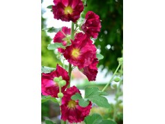 Plant de Rose Trémière