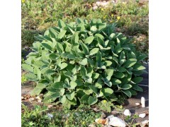 Plant de Sauge Officinale