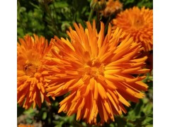 Plant de Calendula "Radio"