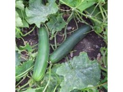 Plant de Concombre Tanja