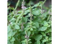 Plant de Basilic Sacré "Tulsi"