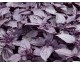 Plant de Basilic "Dark Opal"