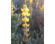 Lupin Jaune Graines 200 grammes