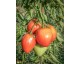 Plant de Tomate Coeur de boeuf
