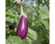 Plant d'Aubergine Violette de Toulouse