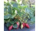 Fraises - Gariguette
