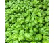 Plant de Basilic "Grand Vert"