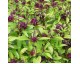 Plant de Basilic Cannelle 