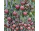 Plant de Tomate Black Cherry