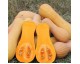 Plant de Courge Butternut
