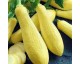 Plant de Courgette Yellow straight neck