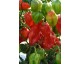 Plant de Piment Habanero