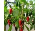 Plant de Piment Jalapeño