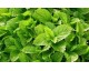 Plant de Mélisse
