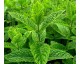 Plant de Menthe Marocaine