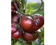 Plant de Tomate Noire de Crimée