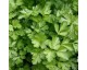 Plant de Persil Plat
