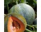 Plant de Melon Petit Gris de Rennes