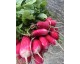 Radis rouge long botte