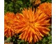 Plant de Calendula "Radio"