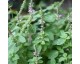 Plant de Basilic Sacré "Tulsi"